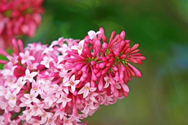 Tickled Pink Lilacs by Deb Oppermann
